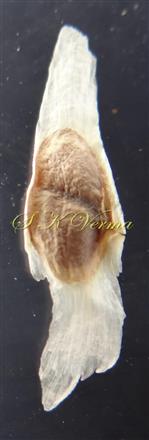  Seed